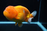 Jumbo Lionchu  Red White 5 Inch (ID#0113R12a-18)