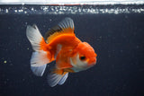 Juvenile Thai Oranda  Red White 3.5 Inch (ID#1025To13b-86) Free2Day SHIPPING