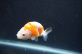 Baby Ranchu  Calico 2.5 Inch (ID#913R9c-15) Free2Day SHIPPING