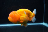 Jumbo Lionchu  Red White 5 Inch (ID#0113R12a-18)