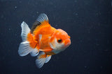 Juvenile Thai Oranda  Red White 3.5 Inch (ID#1025To13b-86) Free2Day SHIPPING