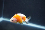 Baby Ranchu  Calico 2.5 Inch (ID#913R9c-15) Free2Day SHIPPING