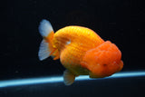 Jumbo Lionchu  Red White 5 Inch (ID#0113R12a-18)