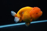 Jumbo Lionchu  Red White 5 Inch (ID#0113R12a-18)