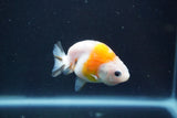 Baby Ranchu  Calico 2.5 Inch (ID#913R9c-15) Free2Day SHIPPING