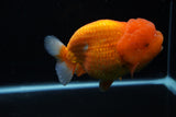 Jumbo Lionchu  Red White 5 Inch (ID#0113R12a-18)