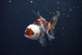 Juvenile Thai Oranda  Tricolor 3.5 Inch (ID#1025To13b-87) Free2Day SHIPPING