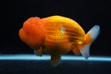 Jumbo Lionchu  Red White 5 Inch (ID#0113R12a-18)