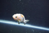 Baby Ranchu  Calico 2.5 Inch (ID#913R9c-16) Free2Day SHIPPING