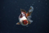 Juvenile Thai Oranda  Tricolor 3.5 Inch (ID#1025To13b-87) Free2Day SHIPPING