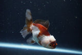 Juvenile Thai Oranda  Tricolor 3.5 Inch (ID#1025To13b-87) Free2Day SHIPPING