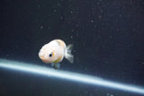 Baby Ranchu  Calico 2.5 Inch (ID#913R9c-16) Free2Day SHIPPING