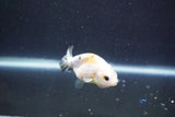 Baby Ranchu  Calico 2.5 Inch (ID#913R9c-16) Free2Day SHIPPING