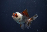 Juvenile Thai Oranda  Tricolor 3.5 Inch (ID#1025To13b-87) Free2Day SHIPPING