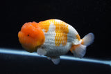 Jumbo Lionchu  Red White 5 Inch (ID#0113R12a-19)