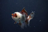 Juvenile Thai Oranda  Tricolor 3.5 Inch (ID#1025To13b-87) Free2Day SHIPPING