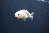 Baby Ranchu  Calico 2.5 Inch (ID#913R9c-16) Free2Day SHIPPING