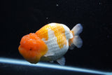 Jumbo Lionchu  Red White 5 Inch (ID#0113R12a-19)