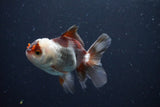 Juvenile Thai Oranda  Tricolor 3.5 Inch (ID#1025To13b-87) Free2Day SHIPPING