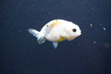 Baby Ranchu  Calico 2.5 Inch (ID#913R9c-16) Free2Day SHIPPING