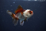 Juvenile Thai Oranda  Tricolor 3.5 Inch (ID#1025To13b-87) Free2Day SHIPPING