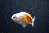 Ranchu  Calico 3 Inch (ID#813R5b-44) Free2Day SHIPPING