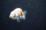 Ranchu  Calico 3 Inch (ID#813R5b-44) Free2Day SHIPPING