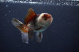 Juvenile Thai Oranda  Tricolor 3.5 Inch (ID#1025To13b-87) Free2Day SHIPPING