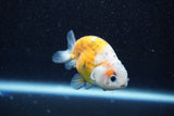 Ranchu  Calico 3 Inch (ID#813R5b-44) Free2Day SHIPPING