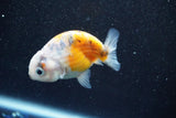 Ranchu  Calico 3 Inch (ID#813R5b-44) Free2Day SHIPPING