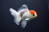 Juvenile Thai Oranda  Red Cap 4 Inch (ID#1025To13b-88) Free2Day SHIPPING