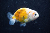 Ranchu  Calico 3 Inch (ID#813R5b-44) Free2Day SHIPPING