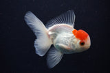 Juvenile Thai Oranda  Red Cap 4 Inch (ID#1025To13b-88) Free2Day SHIPPING