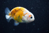 Ranchu  Calico 3 Inch (ID#813R5b-44) Free2Day SHIPPING