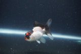 Baby Thai Oranda  Tricolor 2.5 Inch (ID#1115ToPTA-28) Free2Day SHIPPING