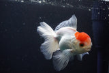 Juvenile Thai Oranda  Red Cap 4 Inch (ID#1025To13b-88) Free2Day SHIPPING