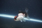 Baby Thai Oranda  Tricolor 2.5 Inch (ID#1115ToPTA-28) Free2Day SHIPPING