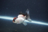 Baby Thai Oranda  Tricolor 2.5 Inch (ID#1115ToPTA-28) Free2Day SHIPPING