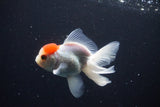 Juvenile Thai Oranda  Red Cap 4 Inch (ID#1025To13b-88) Free2Day SHIPPING