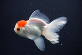 Juvenile Thai Oranda  Red Cap 4 Inch (ID#1025To13b-88) Free2Day SHIPPING