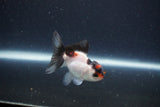 Baby Thai Oranda  Tricolor 2.5 Inch (ID#1115ToPTA-28) Free2Day SHIPPING