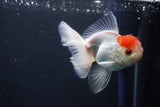 Juvenile Thai Oranda  Red Cap 4 Inch (ID#1025To13b-88) Free2Day SHIPPING