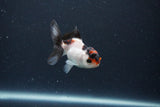 Baby Thai Oranda  Tricolor 2.5 Inch (ID#1115ToPTA-28) Free2Day SHIPPING