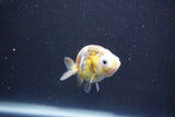 Baby Ranchu  Calico 2.5 Inch (ID#913R9c-18) Free2Day SHIPPING