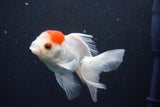 Juvenile Thai Oranda  Red Cap 4 Inch (ID#1025To13b-88) Free2Day SHIPPING