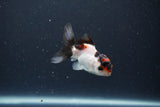 Baby Thai Oranda  Tricolor 2.5 Inch (ID#1115ToPTA-28) Free2Day SHIPPING