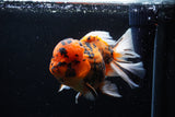 Giant Thai Oranda  Calico 7.5 Inch (ID#0110T13a-109)