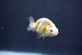 Baby Ranchu  Calico 2.5 Inch (ID#913R9c-18) Free2Day SHIPPING