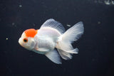 Juvenile Thai Oranda  Red Cap 4 Inch (ID#1025To13b-88) Free2Day SHIPPING