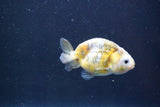 Baby Ranchu  Calico 2.5 Inch (ID#913R9c-18) Free2Day SHIPPING